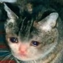 CE_SadCat emote
