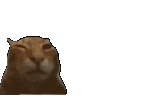 buhhop emote