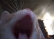 xddx emote