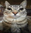 CatWeird emote