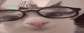 plinkalculations emote