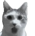 OMGCat emote