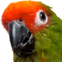 HypeSquack emote