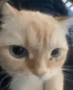 Looker emote