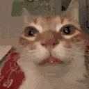 catErm2 emoji