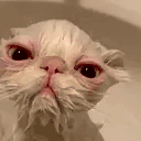 UglyWetCat animated emote
