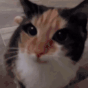 MySillyReaction animated emote