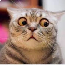 cat emote