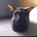 kotomiler emote