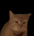 Igomeow emote