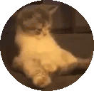 KOKKERS emote