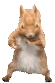 squirrelDance emoji