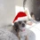 ChristmasDoggy emote
