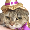 annoyedCat static emote