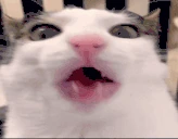 Bussin emote