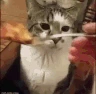 CE_CatPuking emote