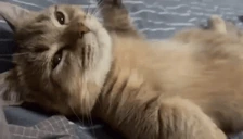67cat emoji