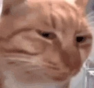 Judging emote