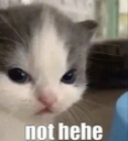 nothehe emote