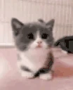 catArrive emote