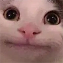 catOK emote