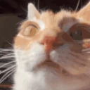 catErm12 emote