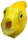 zikefish_pog emote