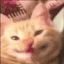 pp emote