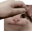 beluga_petpet emote