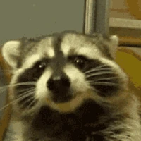 raccoon_eat emote