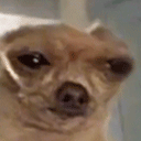 perroS animated emote