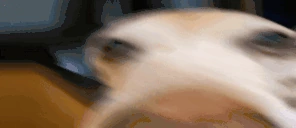 sobaka emote