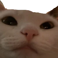 catstare emote