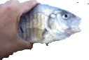 KillerFish emote