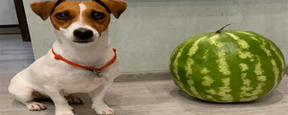sobaka emote