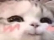hehecat emote