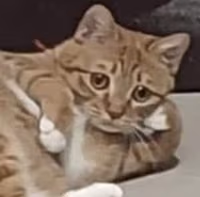 concerned_cat emote