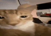 ruh emote