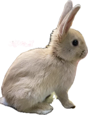 appleheadright emote