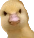 whatheduck emote