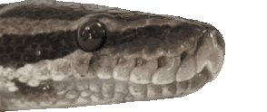 snek