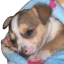 dogcri emote