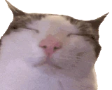 plinkVibe emote