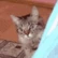 kitty_peak emote