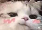 naisu emote