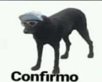confirmo_perro emote