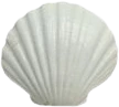 white_seashell emote