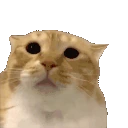 moo emote