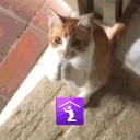 Elgatoshake emote