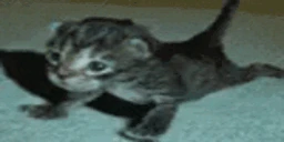 CatStrong emote